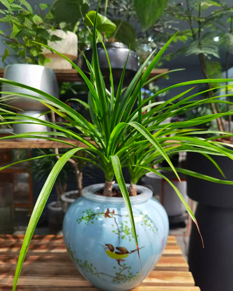 /index.php?c=show&id=13